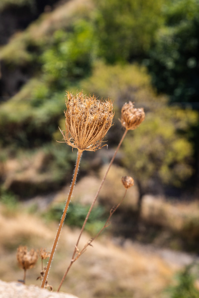 MA_723A7012-2